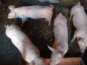 4 Purcei de vânzare Rasa Landrace  - imagine 5