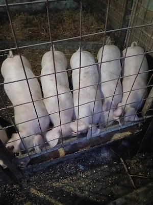 4 Purcei de vânzare Rasa Landrace  - imagine 3