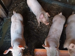 4 Purcei de vânzare Rasa Landrace  - imagine 4