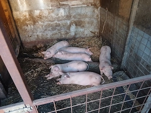 4 Purcei de vânzare Rasa Landrace 