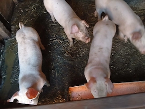 4 Purcei de vânzare Rasa Landrace  - imagine 2