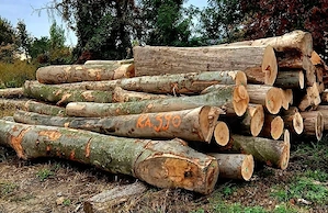 De vânzare lemne de foc    - imagine 2