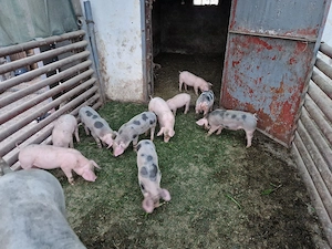 Purcei  de pietrean  - imagine 2