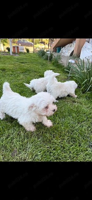 Bichon Maltez,disponibile 3 fetite.