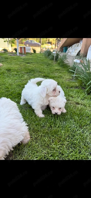 Bichon Maltez,disponibile 3 fetite. - imagine 2