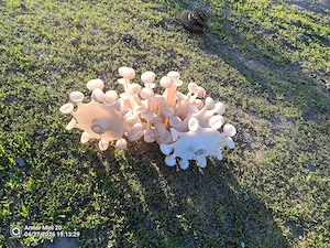 De vanzare masina de semanat arpagic usturoi - imagine 5