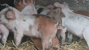 purcei 8 saptamani  - imagine 5