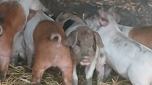 purcei 8 saptamani  - imagine 3