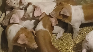 purcei 8 saptamani  - imagine 6