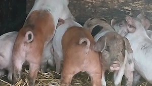 purcei 8 saptamani  - imagine 4