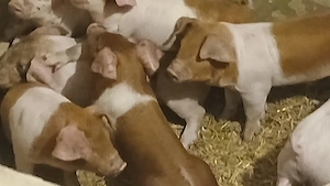 purcei 8 saptamani  - imagine 2