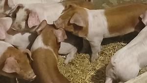 purcei 8 saptamani  - imagine 7