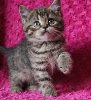 British shorthair brown