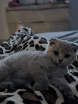 Vand pisicuta scottish fold  - imagine 3