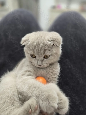Vand pisicuta scottish fold  - imagine 4