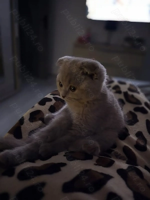 Vand pisicuta scottish fold  - imagine 2