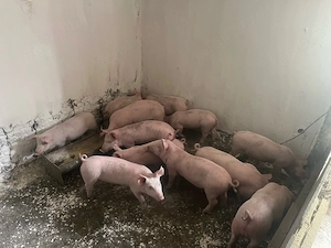 vand purcei de 12 saptamani 18 buc 