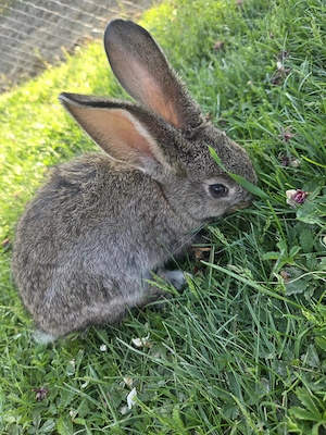 iepuri uriasi german