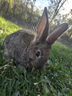 iepuri uriasi german - imagine 2