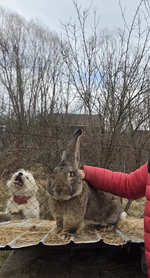 iepuri uriasi german - imagine 4