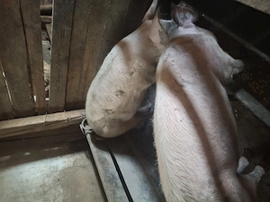 Vând porci de carne