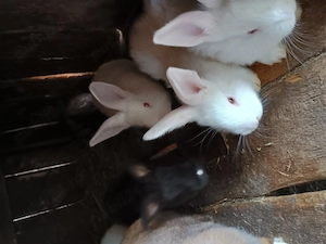 Iepuri românești  - imagine 3