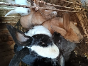 Iepuri românești  - imagine 2