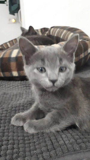 Albastru de rusia pui 