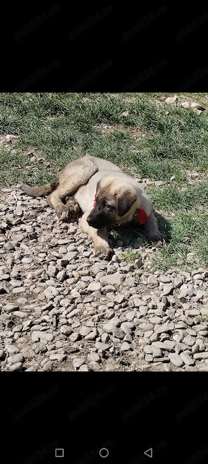 Vând femelă kangal  - imagine 4