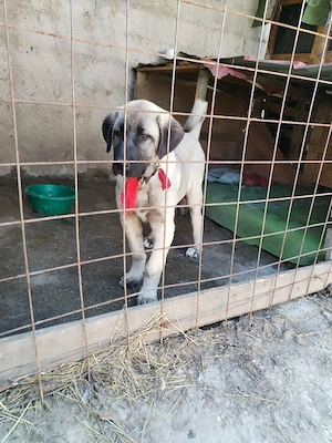 Vând femelă kangal  - imagine 3