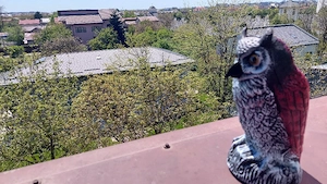 Sperietoare ciori si porumbei