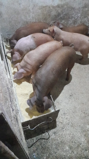 Duroc de dat baieti si fete  - imagine 4