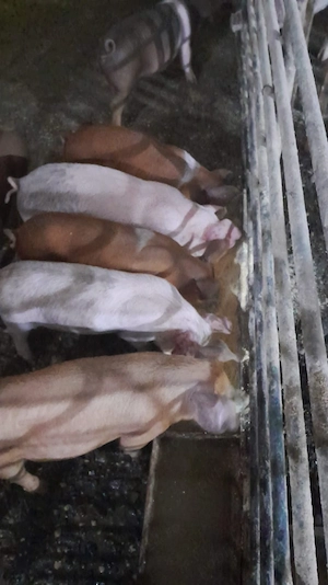 Duroc de dat baieti si fete  - imagine 2