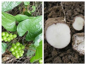 Untul Pământului   Tamus communis - RADACINA PROASPĂTĂ - Remediu Reumatism (Tamus communis)