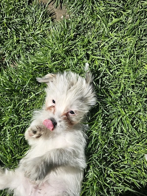 Vând pui Bichon  - imagine 4