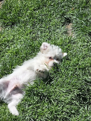 Vând pui Bichon  - imagine 5