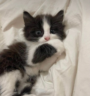 Norvegiana de padure 