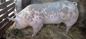 De vânzare un vier 120 kg și o purcea 90 kg