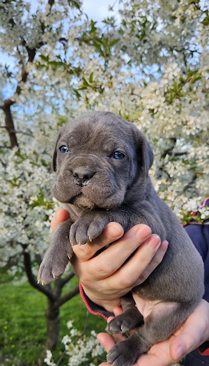 Cane corso blue  - imagine 2