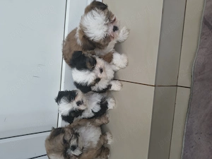 Pui Shih tzu jucausi