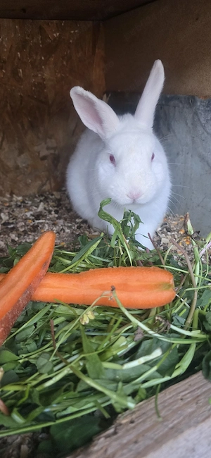 vînd iepuri  - imagine 2