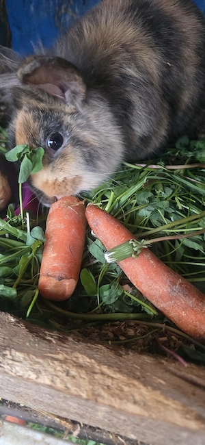 vînd iepuri  - imagine 3