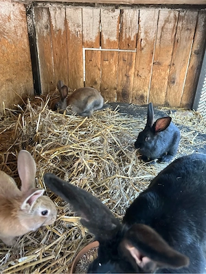 iepurasi hycole fracez 