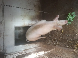 Purcea  rasă de carne 100 , 110 kg  - imagine 2