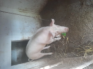 Purcea  rasă de carne 100 , 110 kg 