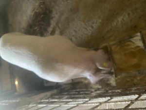 Porc de vinzare - imagine 3