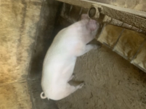 Porc de vinzare - imagine 2