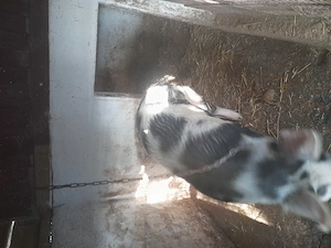 Porc castrat rasă de carne  !