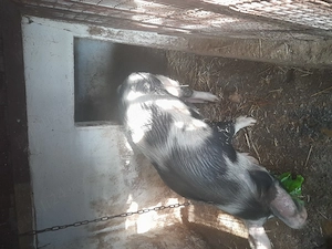 Porc castrat rasă de carne  ! - imagine 3