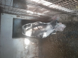 Porc castrat rasă de carne  ! - imagine 2